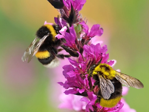 Insektenfreundliches Teichpflanzen Sortiment